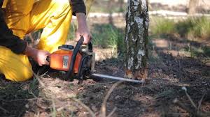 Best Organic Lawn Care Solutions  in Boca Raton, FL