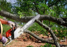 Best Commercial Tree Services  in Boca Raton, FL