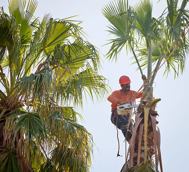 How Our Tree Care Process Works  in  Boca Raton, FL