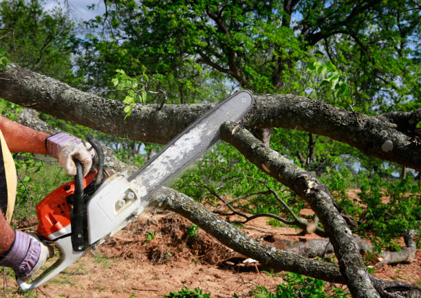 Reliable Boca Raton, FL Tree Services Solutions